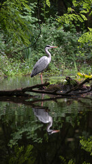 Reiher isoliert Weiher Teich Wald Futtersuche Grün Bäume Blätter Sommer 