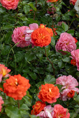Orange pink rose bud in the garden. Flower red petals bush flowerbed. Red roses outdoor