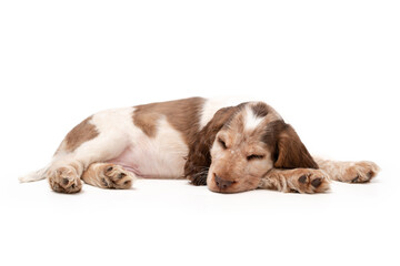 A 8 week old puppy white and brown sable cocker English cocker spaniel. 