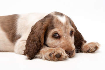 A 8 week old puppy white and brown sable cocker English cocker spaniel. 