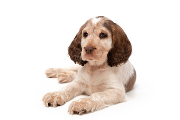 A 8 week old puppy white and brown sable cocker English cocker spaniel. 