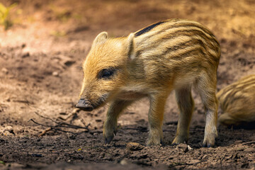 Baby boar standing in the dirt beside trees.