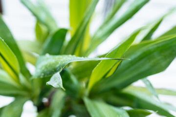 slow motion falling raindrops on leaves of tropical plants