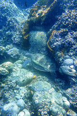 Fototapeta premium Indonesia Bunaken - Marine life Coral reef with tropical fish and sea turtle