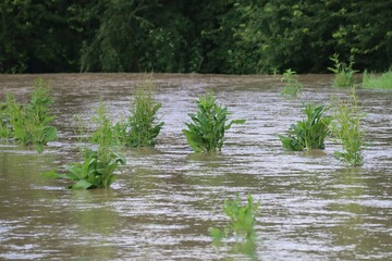 Flooding in the Plant world