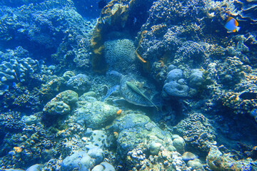 Indonesia Bunaken - Marine life Coral reef with tropical fish and sea turtle