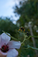 A yellow and black wasp perched on a flower