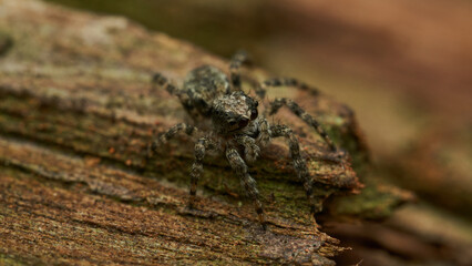 A spider perched on a branch