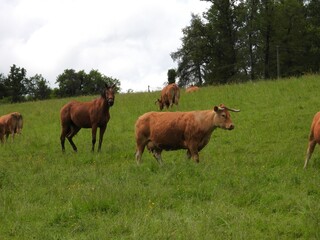 Vaches limousines.