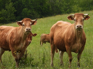 Fototapeta premium Vaches limousines.