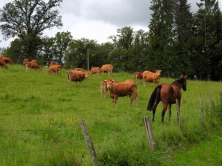Vaches limousines.