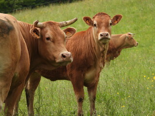 Fototapeta premium Vaches limousines.