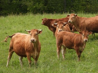 Fototapeta premium Vaches limousines.
