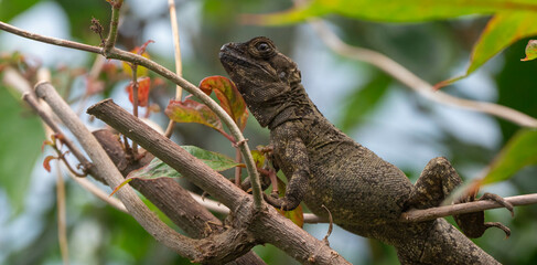 Closeup of a lizard resting on a tree branch