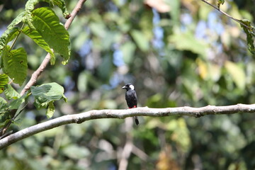 The lowland peltops or clicking shieldbill (Peltops blainvillii) is a species of bird in the family Artamidae. It is found in Indonesia and Papua New Guinea. 