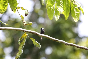 The lowland peltops or clicking shieldbill (Peltops blainvillii) is a species of bird in the family...