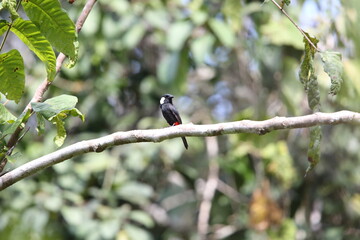 The lowland peltops or clicking shieldbill (Peltops blainvillii) is a species of bird in the family Artamidae. It is found in Indonesia and Papua New Guinea. 