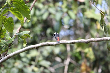 The lowland peltops or clicking shieldbill (Peltops blainvillii) is a species of bird in the family...