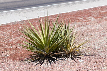 green cactus near a road