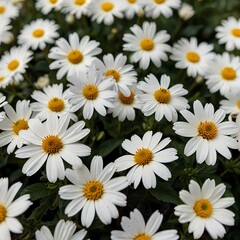 Fototapeta premium daisies in a row
