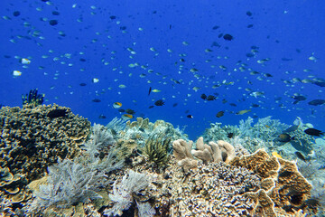 Indonesia Bunaken - Marine life Coral reef with tropical fish