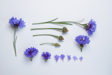 Blue cornflowers bouquet with stem and leaves creative layout. Blue flowers in summer garden set on a white background. Flat lay, top view.