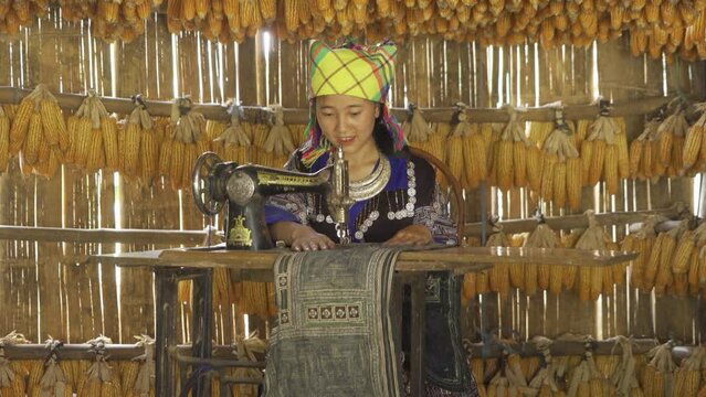 A farmer working on organic raw corn or maize field, economic traditional plant from Thailand. Nature background. People lifestyle.