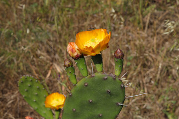 Prickly pear cactus with blossom (Opuntia polyacantha) yellow , pollination