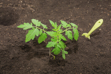 Tomato seedlings planted in the ground in a greenhouse in spring
