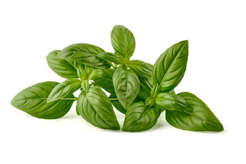 Fresh green Basil leaves, isolated on white background.