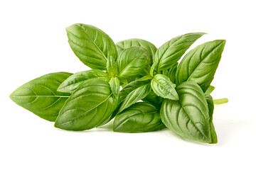 Fresh green Basil leaves, isolated on white background.