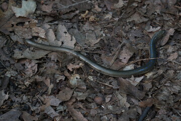 Padalec zwyczajny (Anguis fragilis) – gad, gatunek beznogiej jaszczurki. występuje w Europie, Azji i Afryce.