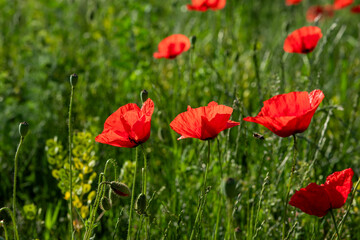 Field of poppy flowers papaver rhoeas in spring.
