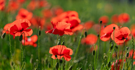 Field of poppy flowers papaver rhoeas in spring.