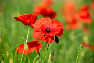 Naklejka premium Field of poppy flowers papaver rhoeas in spring.