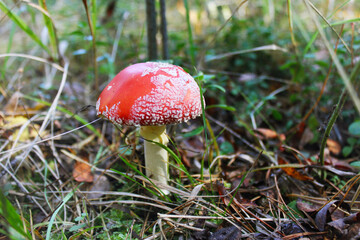 Mushroom fly agaric close-up on a forest clearing among the branches and grass.