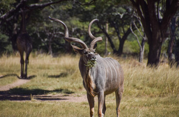 A male kudu antelope in a nature reserve in Zimbabwe.