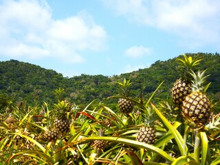 パイナップル畑と青空