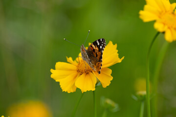 A beautiful motley butterfly sits on a yellow flower. Insects of Ukraine. Close up.