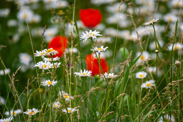 Fototapeta premium White daisies bloom on a green field. Beauty in nature. Close up.