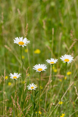 White daisies bloom on a green field. Beauty in nature. Close up.
