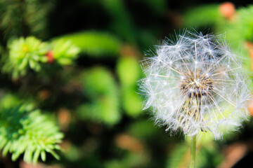 dandelion seed head