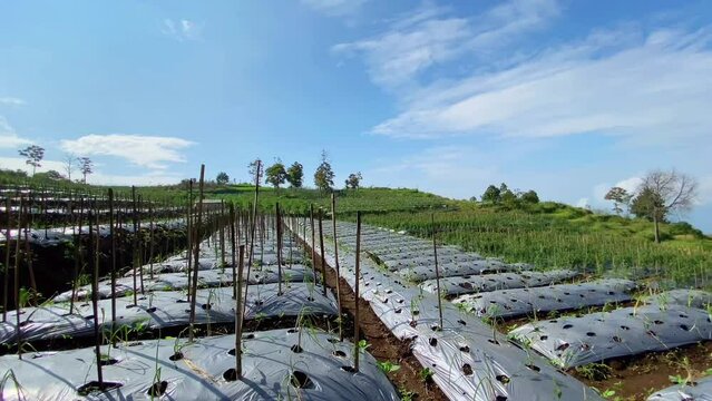 polybag pattern in chili garden field under hot sun and beautiful clouds, Indonesian agriculture