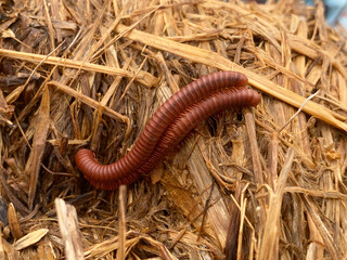 brown millipede on the straw