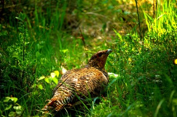 bird in the grass