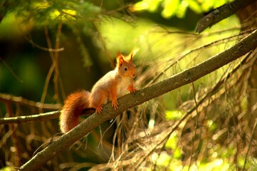 squirrel on a tree