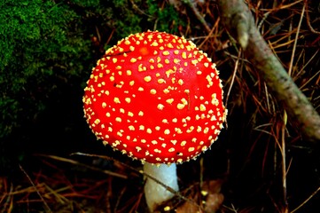 fly agaric mushroom