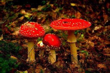 fly agaric mushroom in forest