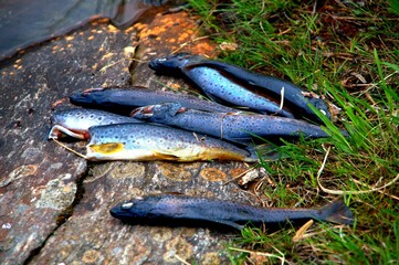 fish on a white background