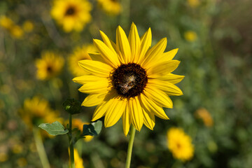 Fototapeta premium Wild flowers in semi desertic environment, Calden forest, La Pampa Argentina
